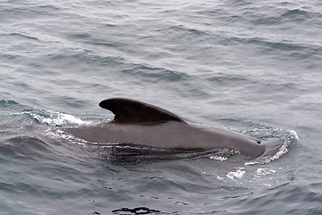 Image showing Pilot Whales