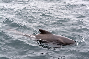 Image showing Pilot Whales