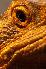 Image showing Eye of a Bearded Dragon
