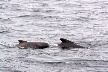 Image showing Pilot Whales