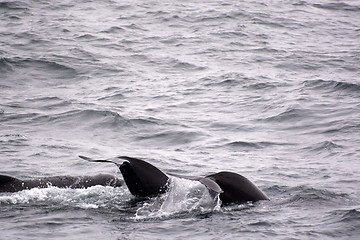 Image showing Pilot Whales