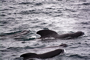 Image showing Pilot Whales