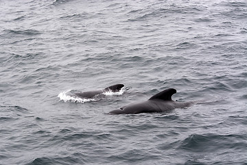 Image showing Pilot Whales