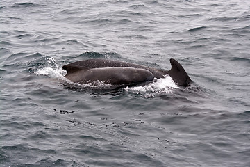 Image showing Pilot Whales