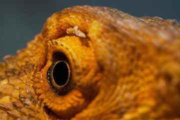 Image showing Eye of a Bearded Dragon