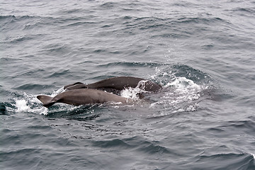 Image showing Pilot Whales