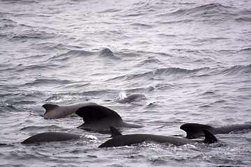 Image showing Pilot Whales