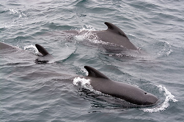 Image showing Pilot Whales