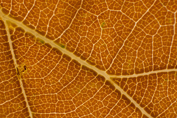 Image showing Autumn Leaf