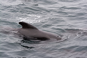 Image showing Pilot Whales