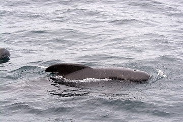 Image showing Pilot Whales