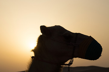 Image showing Camel in the Desert, United Arab Emirates