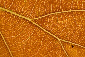 Image showing Autumn Leaf