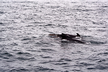 Image showing Pilot Whales