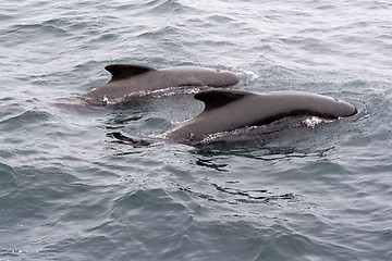 Image showing Pilot Whales