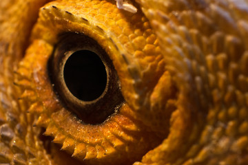 Image showing Eye of a Bearded Dragon