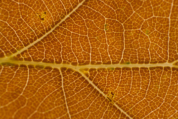 Image showing Autumn Leaf