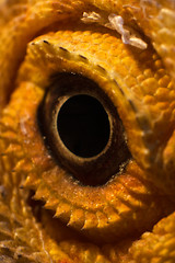 Image showing Eye of a Bearded Dragon