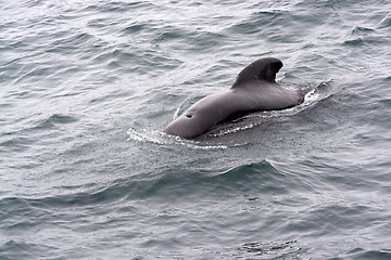 Image showing Pilot Whales