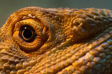 Image showing Eye of a Bearded Dragon