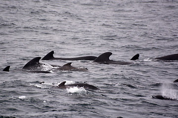 Image showing Pilot Whales