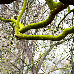 Image showing park in london spring sky and old dead tree 