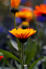 Image showing pot marigold