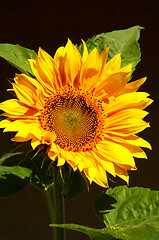 Image showing sunflower