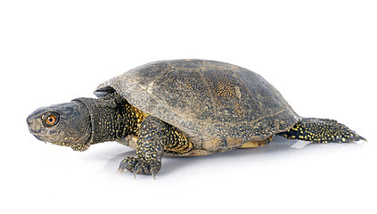 Image showing European pond turtle