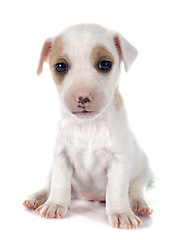 Image showing puppy jack russel terrier