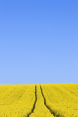 Image showing Field of yellow flowers against blue sky