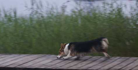 Image showing running on the jetty