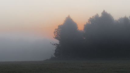 Image showing morning glory