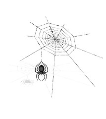 Image showing spider and cobweb