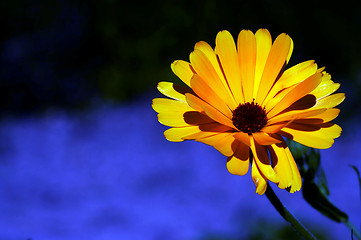 Image showing pot marigold