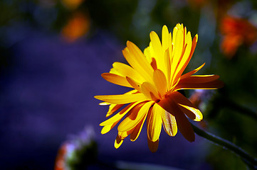 Image showing pot marigold