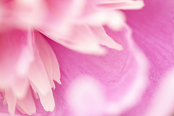 Image showing Abstract beautiful gentle spring flower background.  Closeup with soft focus. Sweet color