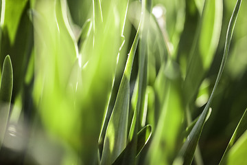 Image showing Green grass. Soft focus