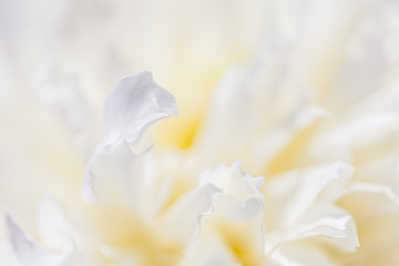 Image showing Abstract beautiful gentle spring flower background.  Closeup with soft focus. Sweet color