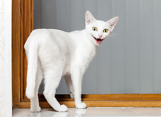 Image showing Funny Crazy Cat