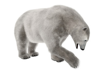 Image showing Polar Bear