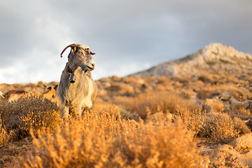 Image showing Domestic goat in mountains.