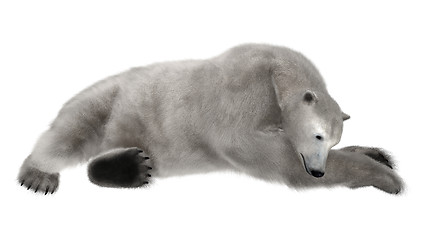 Image showing Polar Bear