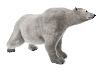 Image showing Polar Bear