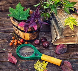 Image showing still life autumn time