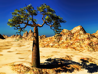 Image showing Mighty baobab-Adansonia grandidieri