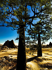 Image showing Mighty baobabs-Adansonia grandidieri