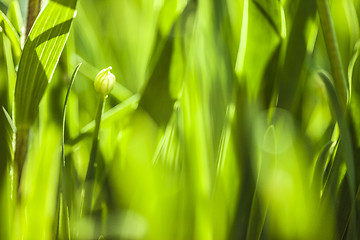 Image showing Green grass. Soft focus