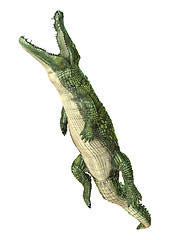 Image showing Crocodile