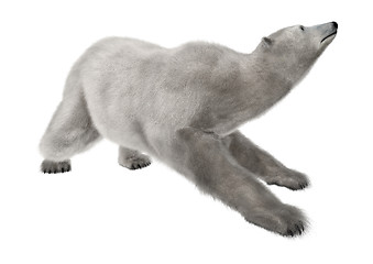 Image showing Polar Bear